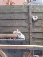 Lieve gecastreerde Duitse Reus zoekt gouden mand, Dieren en Toebehoren, Konijnen, Mannelijk, Groot