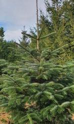 Kerstbomen tekoop schafterdijk 18 Valkenswaard, Tuin en Terras, Planten | Bomen, Ophalen, Zomer, Volle zon, Overige soorten
