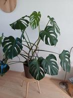 Gatenplant monstera, Huis en Inrichting, Ophalen, Overige soorten, 100 tot 150 cm