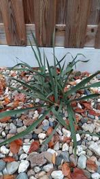 Planten, Tuin en Terras, Planten | Tuinplanten, Ophalen, Overige soorten, Halfschaduw