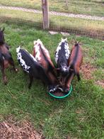 Dekbok, dwergbok, Dieren en Toebehoren, Schapen, Geiten en Varkens, Mannelijk, Geit, 0 tot 2 jaar