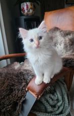 🐾Raszuivere Ragdoll kittens Red Mink bic.-/Redpoint Tabby., Kater, Gechipt, 0 tot 2 jaar
