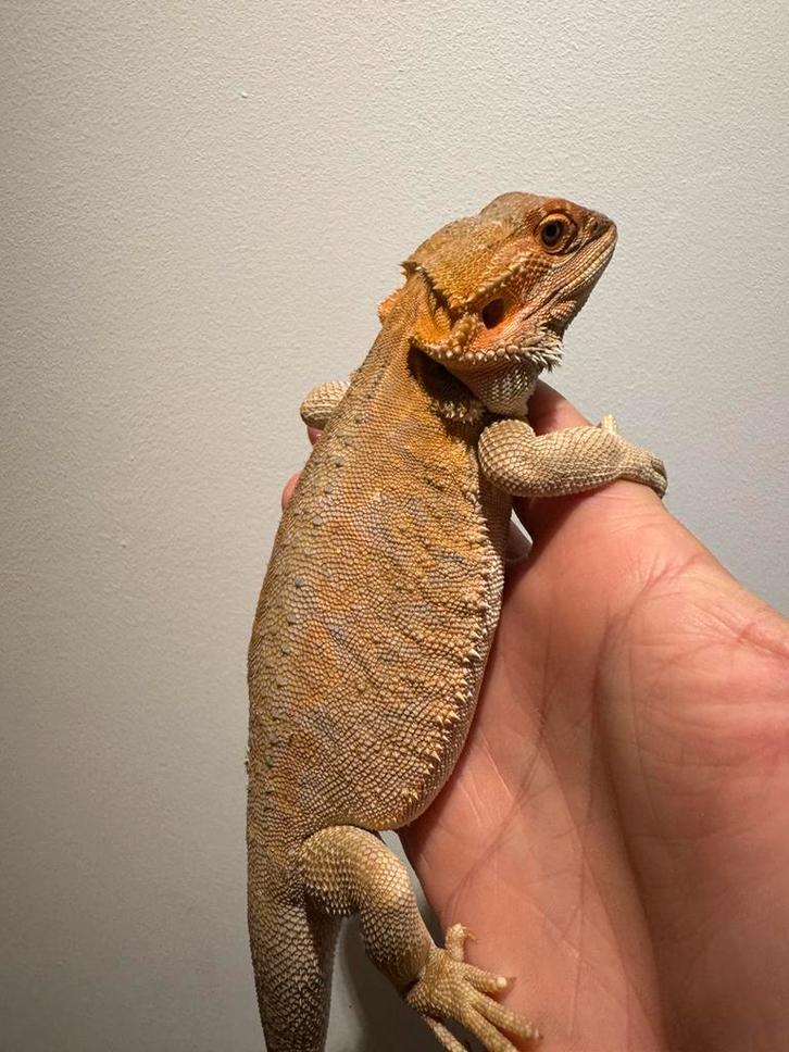 Mooie baardagaam man nakweek jun 25