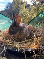 Duitse reus ram( otter), Dieren en Toebehoren, Konijnen, Meerdere dieren, Groot