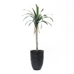 Partij Kunstplanten Agave op stam 122cm, Huis en Inrichting, Woonaccessoires | Kunstplanten en Kunstbloemen, Ophalen of Verzenden