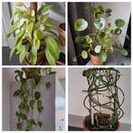 Diverse kamerplanten met terracotta pot en schotel te koop, Overige soorten, Minder dan 100 cm, Halfschaduw, Ophalen