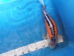 Koi shusui 38 cm, Dieren en Toebehoren, Vissen | Vijvervissen, Karper of Koi