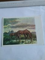 PAARDEN   P. MOLEVELD, Ophalen of Verzenden