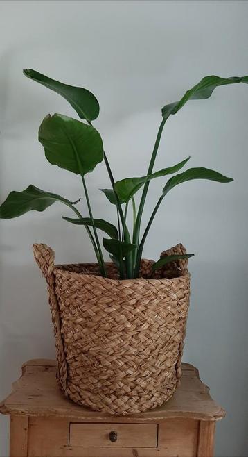 Grote mand 38 cm hoog beschikbaar voor biedingen
