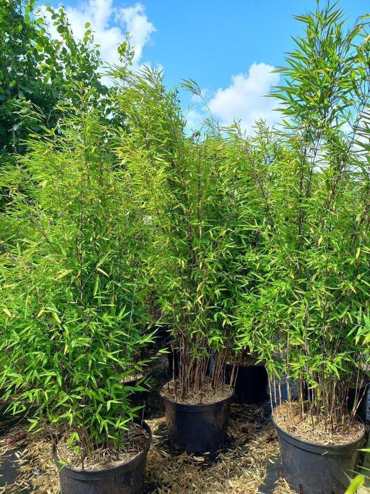 niet woekerende zwarte bamboe Fargesia black pearl, Volcano, Tuin en Terras, Planten | Tuinplanten, Overige soorten, Halfschaduw