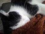 Lieve kat 1 jaar, Dieren en Toebehoren, Katten en Kittens | Overige Katten, Kater, Kortharig, 0 tot 2 jaar