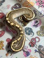 Ballpython, Dieren en Toebehoren, Slang