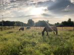 Volpensionstalling aangeboden, Dieren en Toebehoren, Stalling en Weidegang, Weidegang, 2 of 3 paarden of pony's