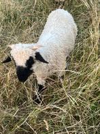 Walliser schwarznase ooi en ramlam, Dieren en Toebehoren, Schapen, Geiten en Varkens, Meerdere dieren, Schaap