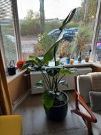 Strelitzia Nicolai - Paradijsvogelplant, Tuin en Terras, Planten | Tuinplanten, Volle zon, Vaste plant, Bloeit niet, Ophalen