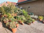 45 terracotta potten met planten en bomen, Tuin en Terras, Planten | Bomen, Ophalen, Volle zon