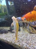 Siamese algeneter vis, Dieren en Toebehoren, Vissen | Aquariumvissen, Vis, Zoetwatervis
