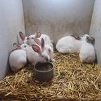 Konijnen, Dieren en Toebehoren, Mannelijk
