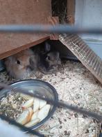 2 tamme teddy dwerg konijntjes bruin mannetje is gecastreerd, Dieren en Toebehoren, Mannelijk, Dwerg