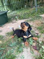 Te koop: 2 Black & Tan dwergteckel reutjes, Dieren en Toebehoren, Reu, Korthaar, Dwerg, Meerdere