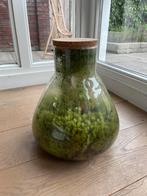 Mini-ecosysteem in afgesloten fles / planten terrarium, Minder dan 50 cm, Glas, Zo goed als nieuw, Ophalen