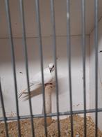 Witte duamantduif, Meerdere dieren, Overige soorten