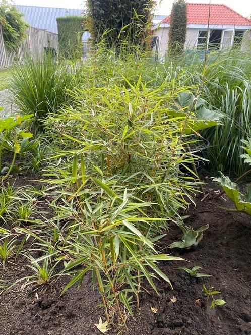 Fargesia Robusta Campbell bamboe, Tuin en Terras, Planten | Tuinplanten, Overige soorten, Ophalen of Verzenden