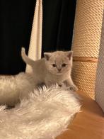 BKH Kittys, Gechipt, 0 tot 2 jaar