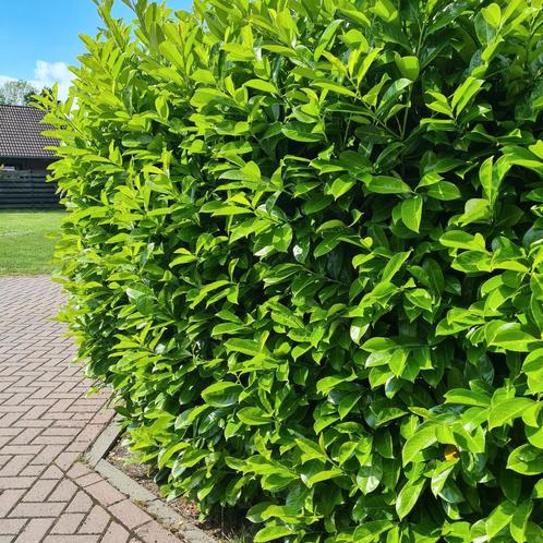 Haag nodig? Altijd groene laurier Rotundifolia, Tuin en Terras, Planten | Struiken en Hagen, Haag, Laurier, 100 tot 250 cm, Ophalen of Verzenden