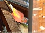 2 jonge Roze bourkes degene op foto 2 is gereserveerd, Dieren en Toebehoren, Vogels | Parkieten en Papegaaien, Geslacht onbekend