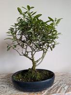 Pyracantha Bonsai, Bloeit niet, Halfschaduw, Minder dan 100 cm, Overige soorten