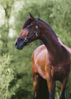 Prachtige cruzado ruin, B, Ruin, Dressuurpony, 3 tot 6 jaar