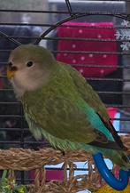 Agapornis roseicollis pop van 09-10-2025, Vrouwelijk, Dwergpapegaai of Agapornis