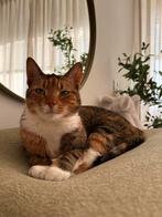 Knuffelkat opzoek naar een nieuw plekje, Dieren en Toebehoren, Katten en Kittens | Overige Katten, Poes