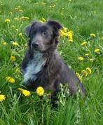 Border Collie, Dieren en Toebehoren, CDV (hondenziekte), Particulier, Meerdere, Reu