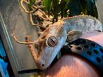 Wimpergekko, Dieren en Toebehoren, Reptielen en Amfibieën, Hagedis, Tam, 3 tot 6 jaar