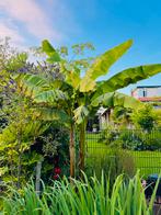 Bananenboom, winterhard, Musa Basjoo, Tuin en Terras, Overige soorten, 100 tot 250 cm, Zomer, Ophalen