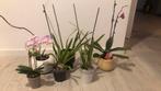 7 orchidieen, Ophalen of Verzenden, Halfschaduw, Minder dan 100 cm
