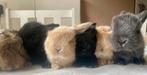Prachtige hangoor baby konijntjes te koop, Dieren en Toebehoren, Meerdere dieren, Dwerg, Hangoor, 0 tot 2 jaar