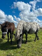 Appaloosa mini hengstje, Dieren en Toebehoren, Hengst, A pony (tot 1.17m), 0 tot 2 jaar