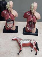 Anatomie Modellen - Mens & Paard, Ophalen of Verzenden, Gebruikt, Overige soorten, Figuurtje(s)