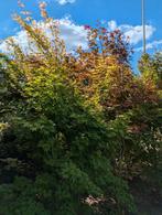 Japanse esdoorn, Tuin en Terras, Planten | Bomen, Ophalen, Overige soorten, Minder dan 100 cm