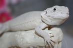 Hypo Zero Baardagaam Bearded Dragons, Hagedis, Tam, 0 tot 2 jaar