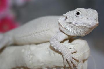 Hypo Zero Baardagaam Bearded Dragons  beschikbaar voor biedingen