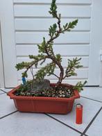 Bonsai, Bloeit niet, Halfschaduw, Minder dan 100 cm, Overige soorten