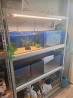 Kweekstelling, Dieren en Toebehoren, Ophalen, Leeg aquarium