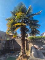 Super mooie grote palm, Tuin en Terras, Planten | Bomen, Ophalen, Zomer, Volle zon, Palmboom