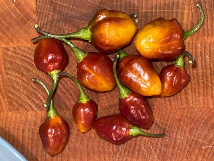 Peperzaden van bijzondere soorten €2 per 10 zaden., Tuin en Terras, Bloembollen en Zaden, Zaad, Voorjaar, Volle zon, Ophalen of Verzenden