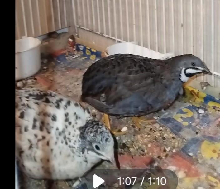 Koppel dwergkwartels inclusief startpakketje, Dieren en Toebehoren, Vogels | Overige Vogels, Meerdere dieren