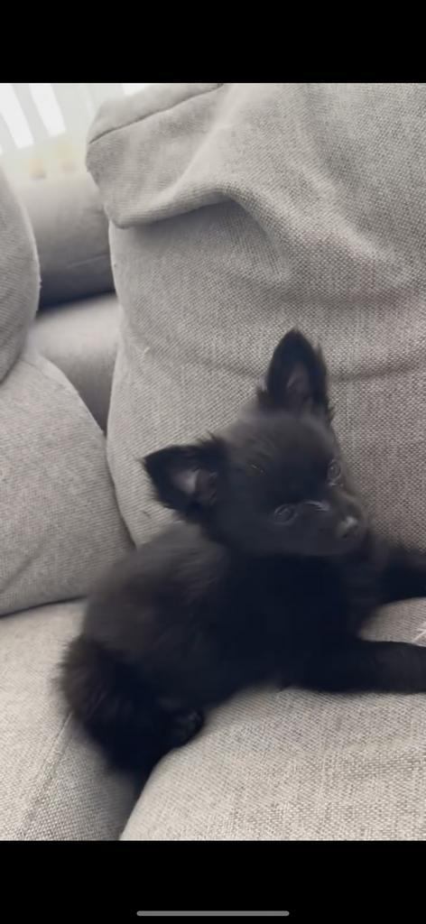 Pomchi, Dieren en Toebehoren, Honden | Chihuahua's en Gezelschapshonden, Teef, Overige rassen, Particulier, Eén hond, Nederland